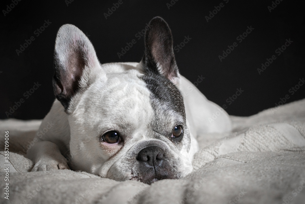 Beautiful closeup of white french bulldog resting in bed