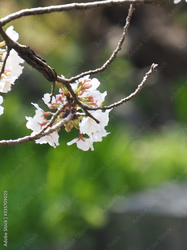 桜 桜
