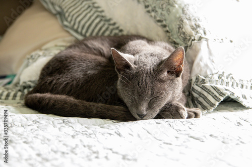 Korat cat/Cat thailand, grey wool, green eyes, lying and sleeping in a bed