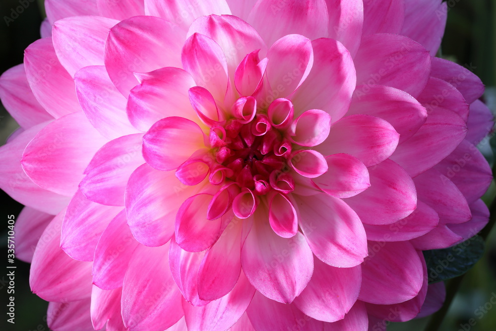 Japaneses Dahlia Japaneses Dahlia