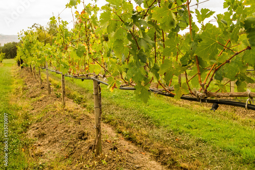 vineyard in autumn