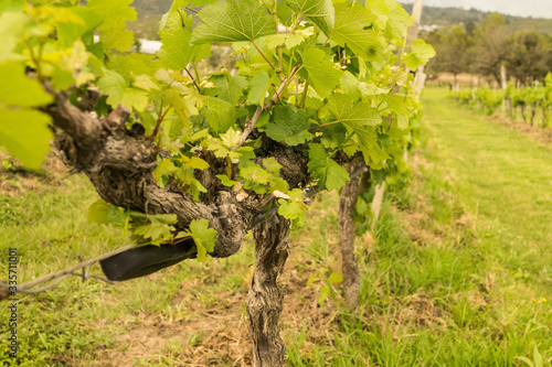 grape vines in vineyard