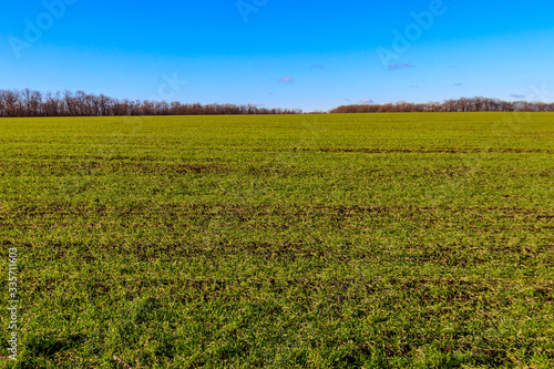 Field of young green wheat at spring