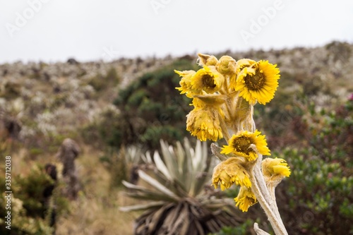 yellow flower in a paramo