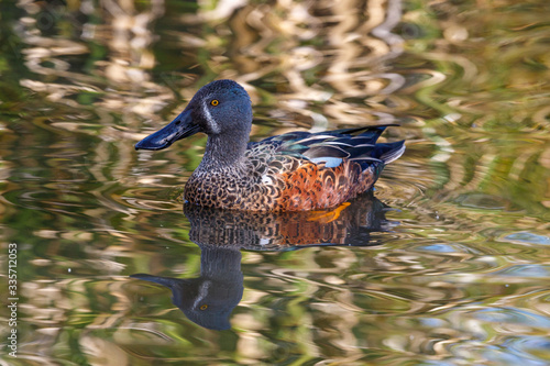 Australian Shoveler in New Zealand photo