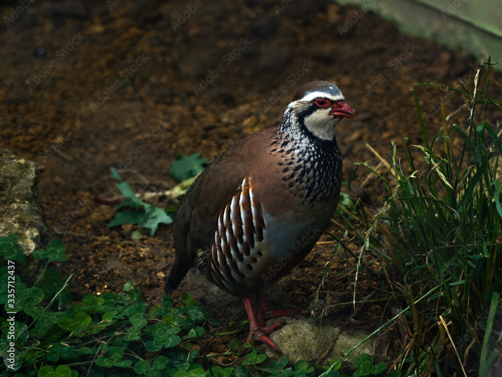 Red-legged partridge bird in an enclosure. Red-legged partridge bird in an enclosure.