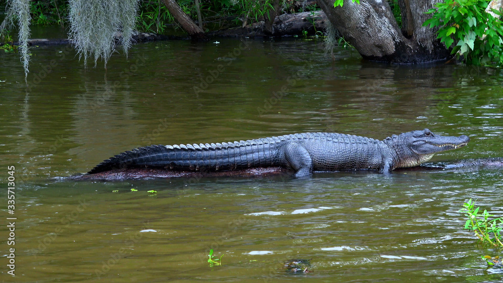 Wilderness in the swamps - alligator Wilderness in the swamps - alligator