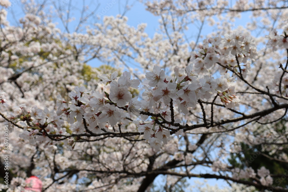 日本の桜 日本の桜