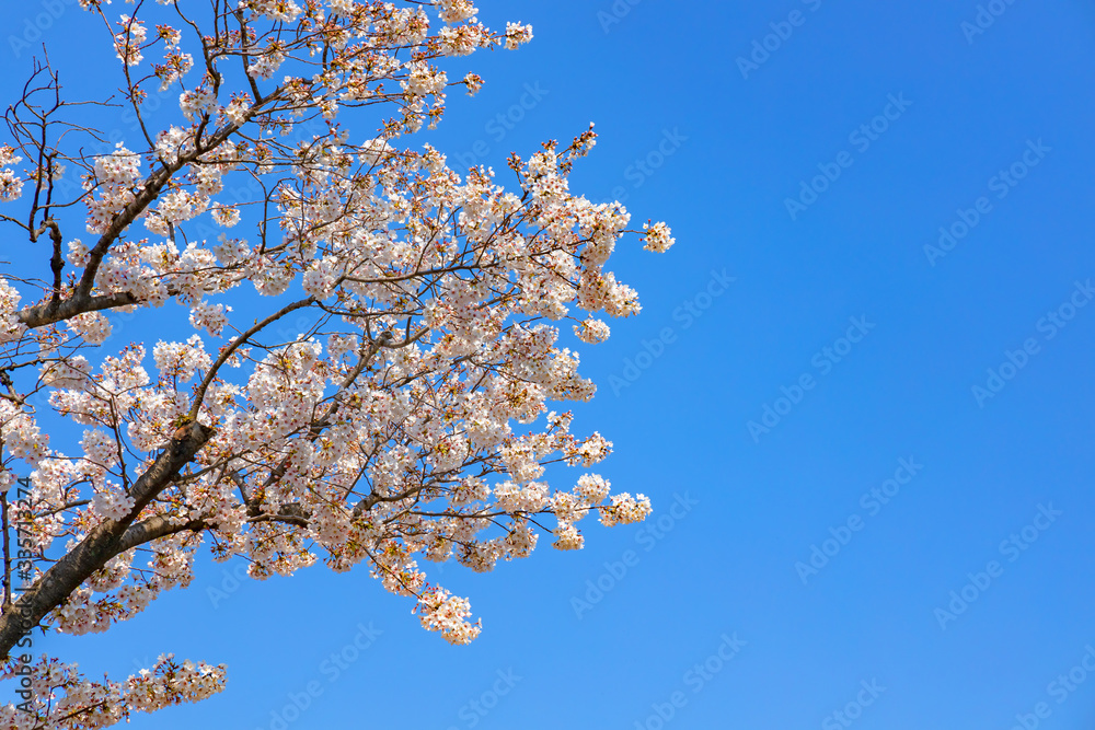青空と美しい桜の花 青空と美しい桜の花