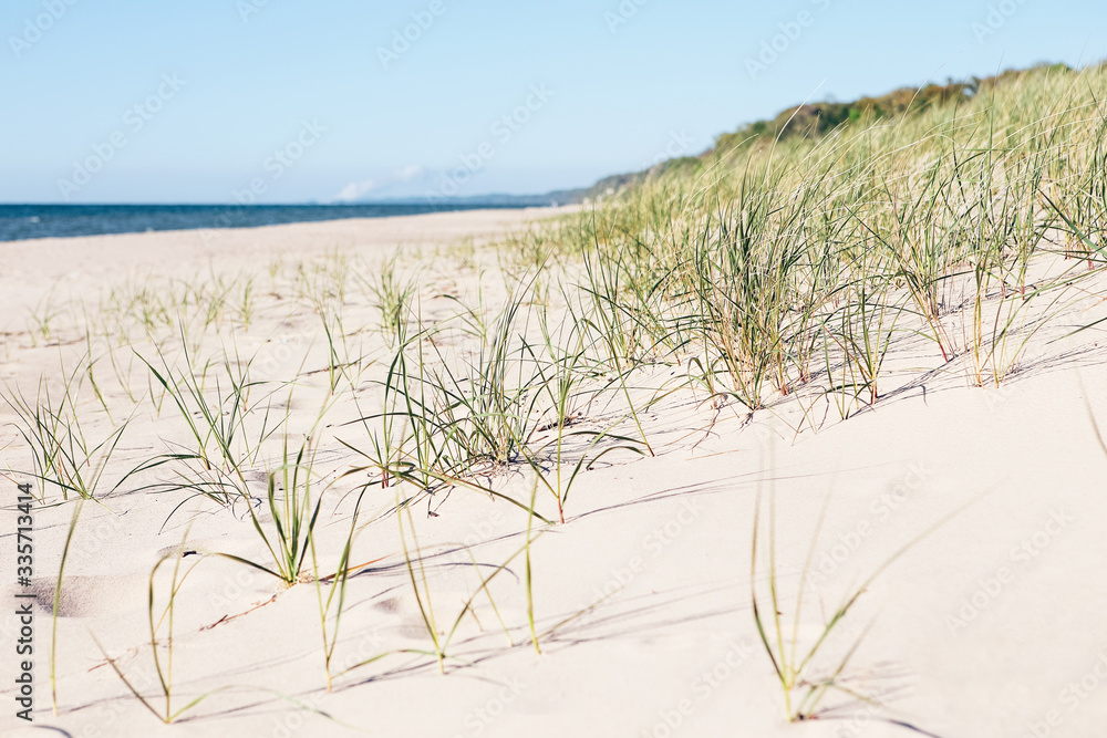Beach grass on the seashore on a summer day