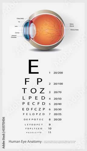 Human Eye Anatomy Vector Illustration