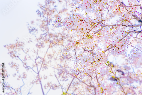 青空と美しい桜の花