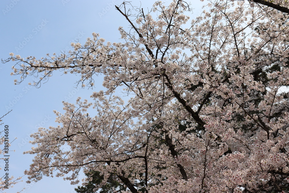 日本の桜 日本の桜