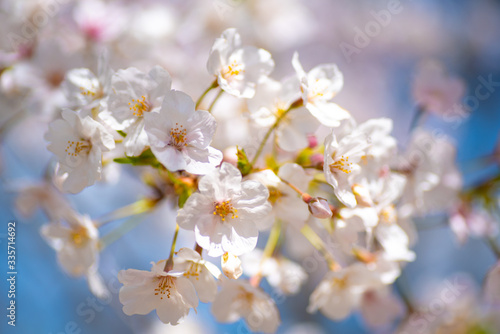 cherry blossom in spring