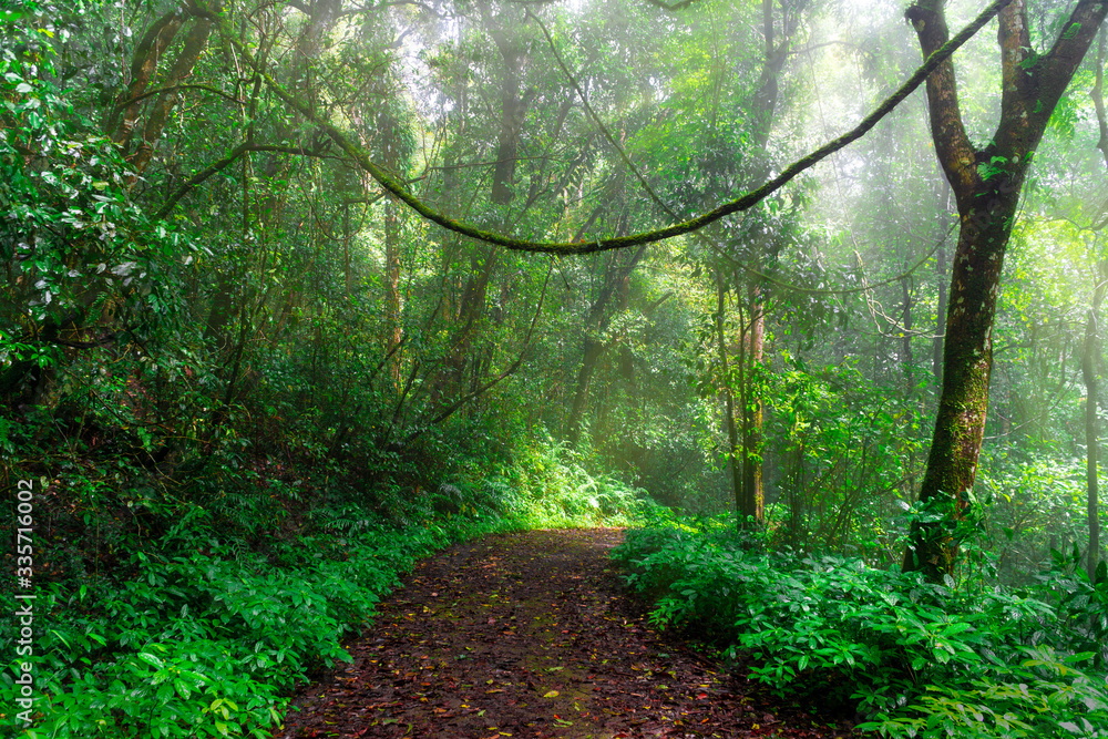 Fototapeta premium The nature trail is full of lush green trees and moist in the rainy season with the sun shining down to the mist. The image is very impressive.