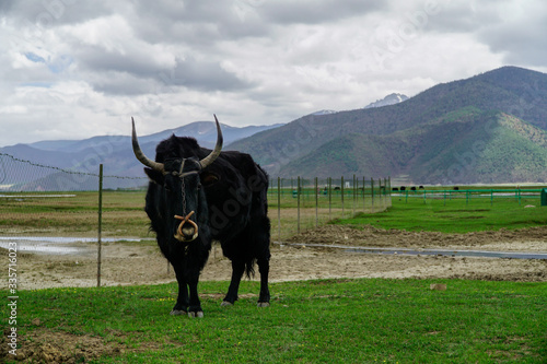 Yak in bluemoon valley lijiang city, china
