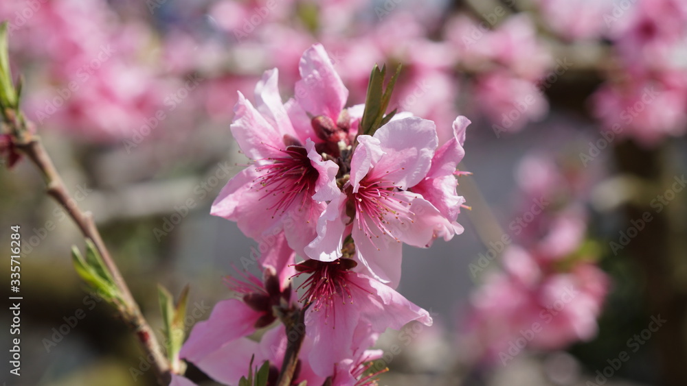 Obraz premium 桃の花