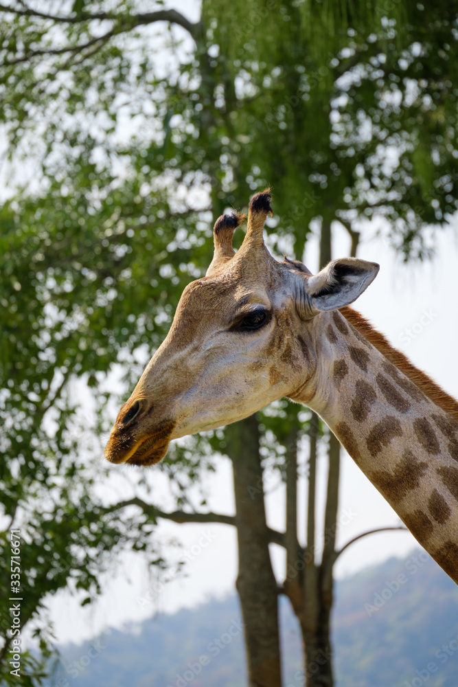 Portrait of giraffe with tree background Portrait of giraffe with tree background