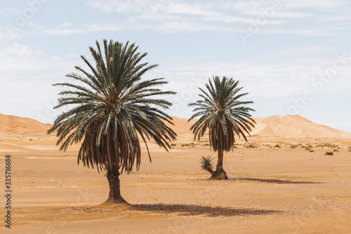 Fotografering Beautiful desert landscape with sand dunes and two palm trees