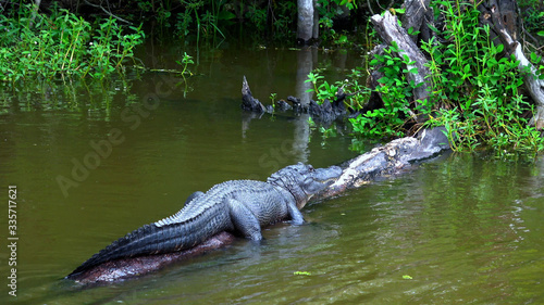 Alligator lying in the swamps