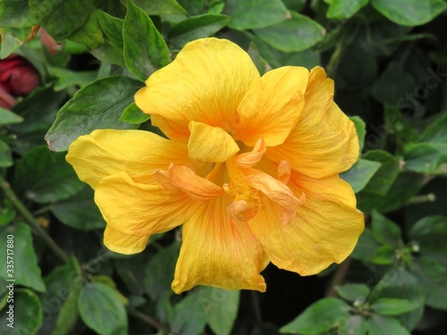 Yellow Hibiscus image, This flower are large, conspicuous, trumpet-shaped, with five or more petals, color from Red, Yellow, Orange etc. Image taken at Siliguri in India. © Joydeep