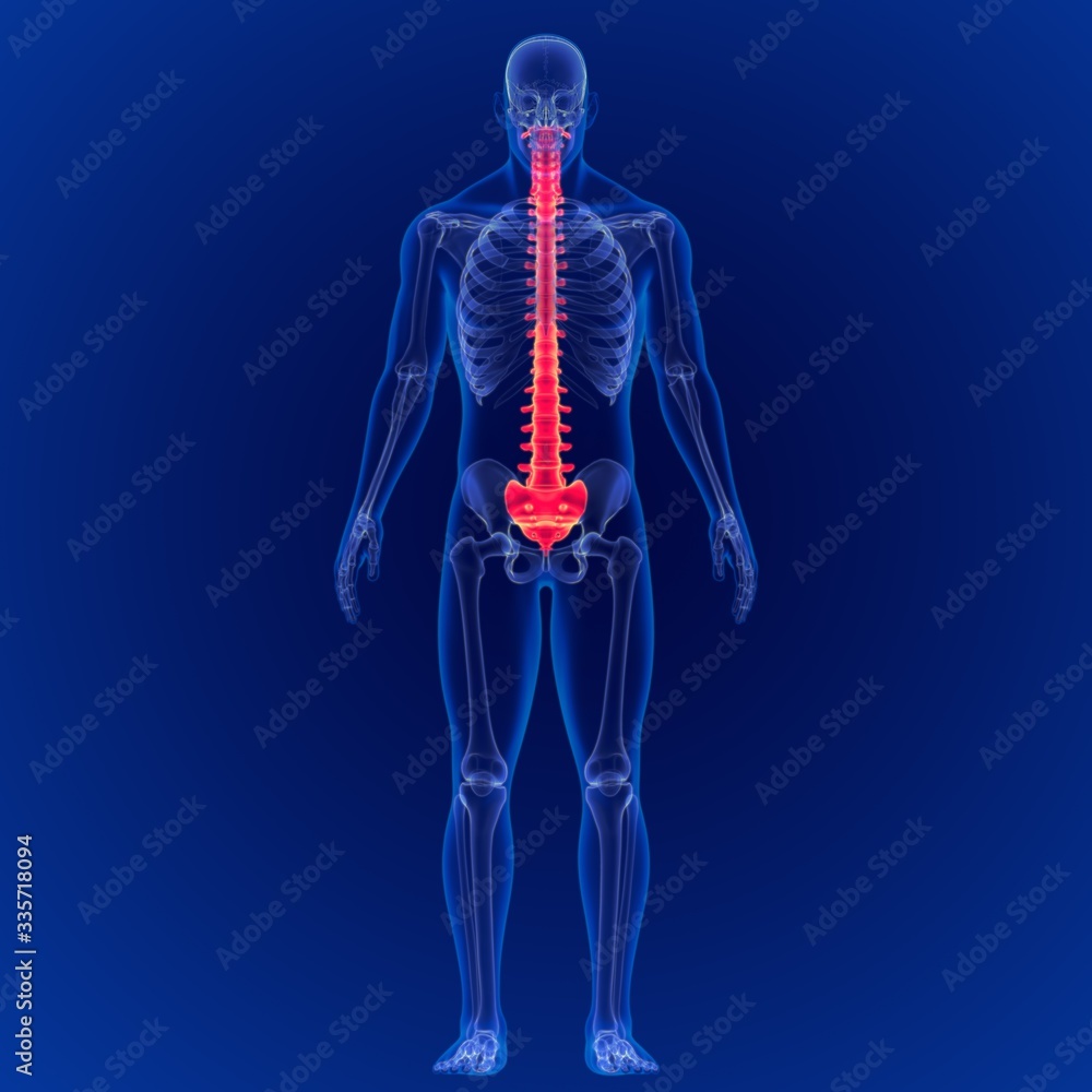 3D Illustration Human Skeleton Vertebral Column Anatomy 3D Illustration Human Skeleton Vertebral Column Anatomy
