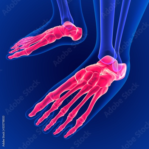 3D Illustration Human Skeleton Foot bones Anatomy