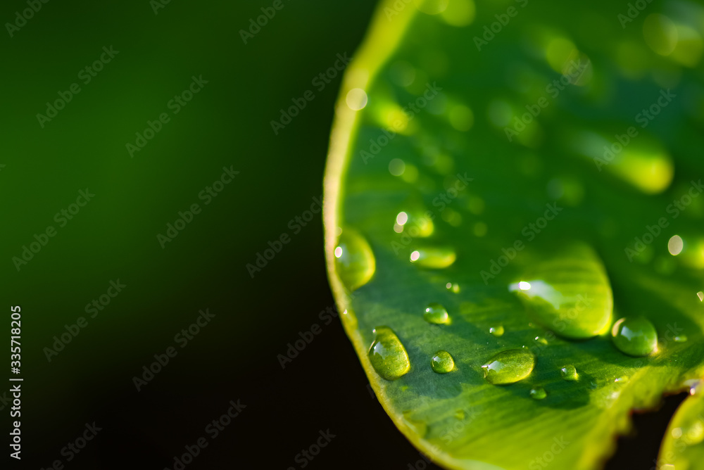 Fototapeta premium A close up shot of water droplets on the green leaves dark green natural background for copy space.