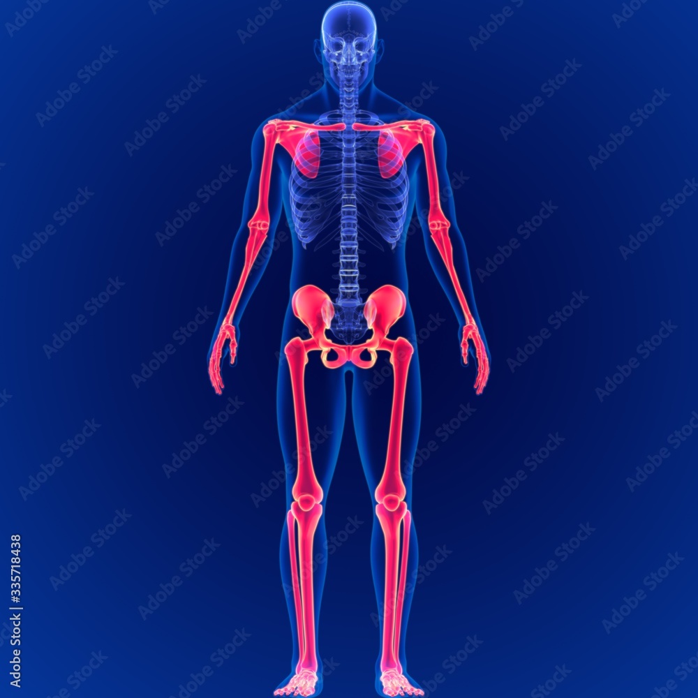 Human Skeleton System Appendicular Skeletal Anatomy 3D Illustration Biology Diagrams