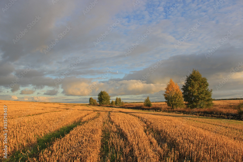 A mown wheat field in the sun and sparse trees along it against a cloudy sky.