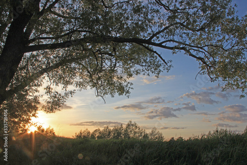 A spreading tree in the middle of a field in the rays of the setting summer sun against the blue sky.