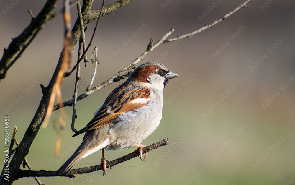 House sparrow perched on a tree branch. House sparrow perched on a tree branch.