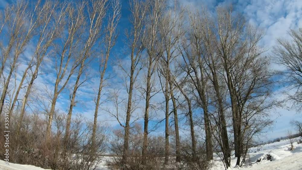 Driving in winter by grey frozen trees and winter urban road Driving in winter by grey frozen trees and winter urban road