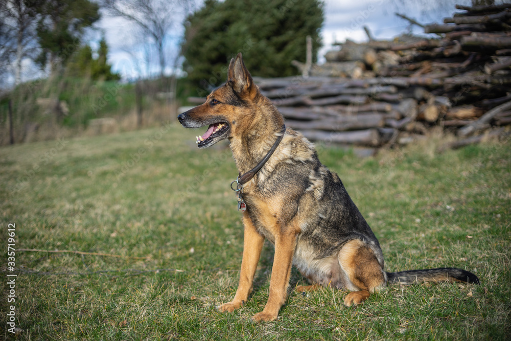 Deutscher Schäferhund