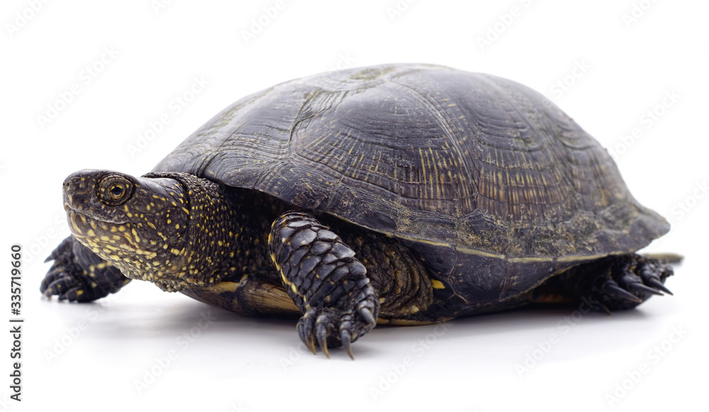 Obraz premium Wild black turtle.