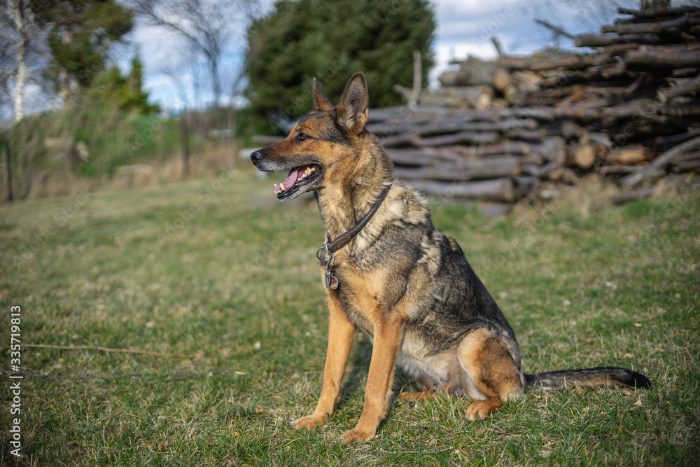 Deutscher Schäferhund Deutscher Schäferhund