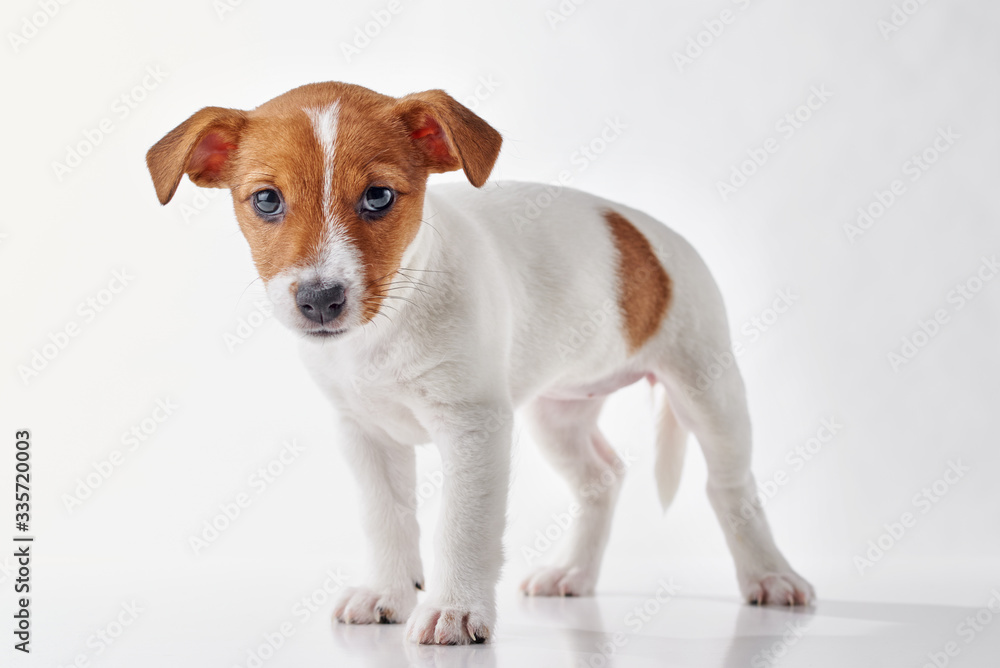Jack Russel terrier puppy dog on the white background