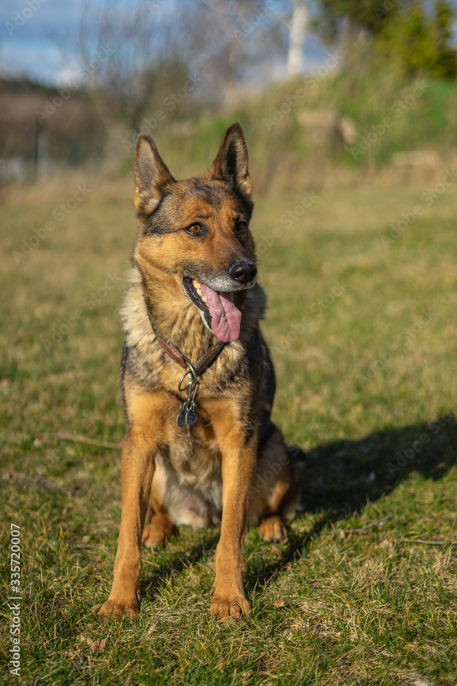 Deutscher Schäferhund Deutscher Schäferhund