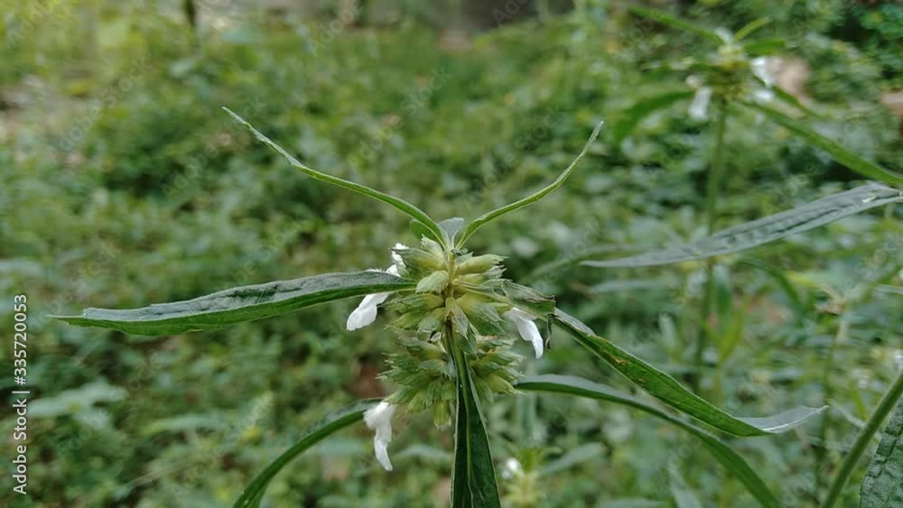 Borreria sp. This plant includes weeds and is easily found in fields, such as fields in Indonesia. This plant has white flowers. Beetles love this plant. Borreria sp. This plant includes weeds and is easily found in fields, such as fields in Indonesia. This plant has white flowers. Beetles love this plant.