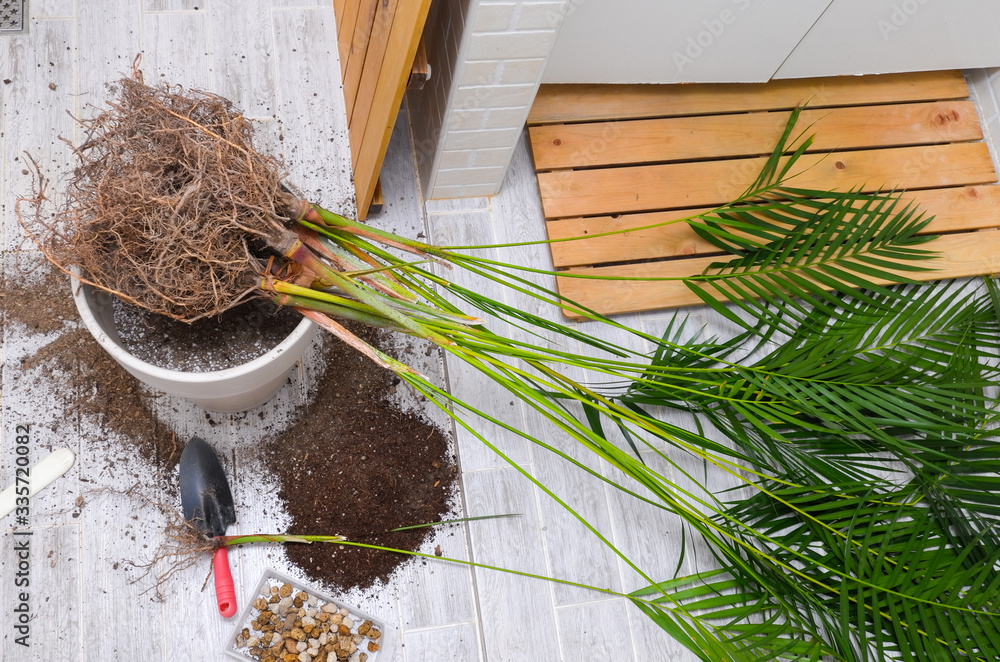 custom made wallpaper toronto digitalAreca palm repotting. Indoor house plant repotting. Indoor plant care in a small apartment. Entangled root separation. A man shows areca palm roots.