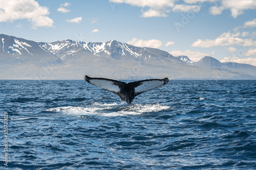 Whale diving on the Iceland coast near Husavik