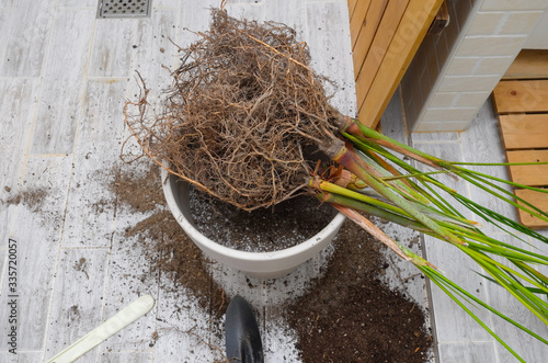 Wallpaper Mural Areca palm repotting. Indoor house plant repotting. Indoor plant care in a small apartment. Entangled root separation. A man shows areca palm roots. Torontodigital.ca