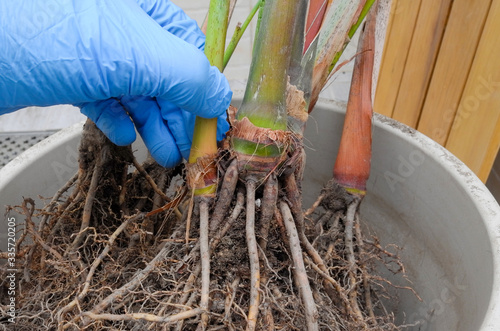 Wallpaper Mural Areca palm repotting. Indoor house plant repotting. Indoor plant care in a small apartment. Entangled root separation. A man shows areca palm roots. Torontodigital.ca