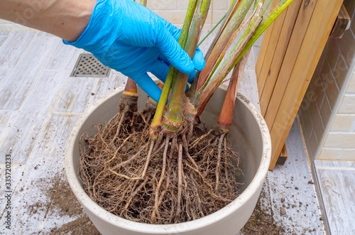 Wallpaper Mural Areca palm repotting. Indoor house plant repotting. Indoor plant care in a small apartment. Entangled root separation. A man shows areca palm roots. Torontodigital.ca