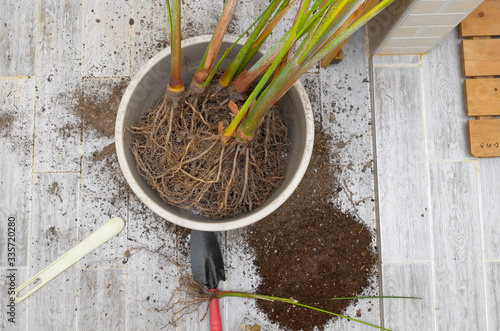 Wallpaper Mural Areca palm repotting. Indoor house plant repotting. Indoor plant care in a small apartment. Entangled root separation. A man shows areca palm roots. Torontodigital.ca