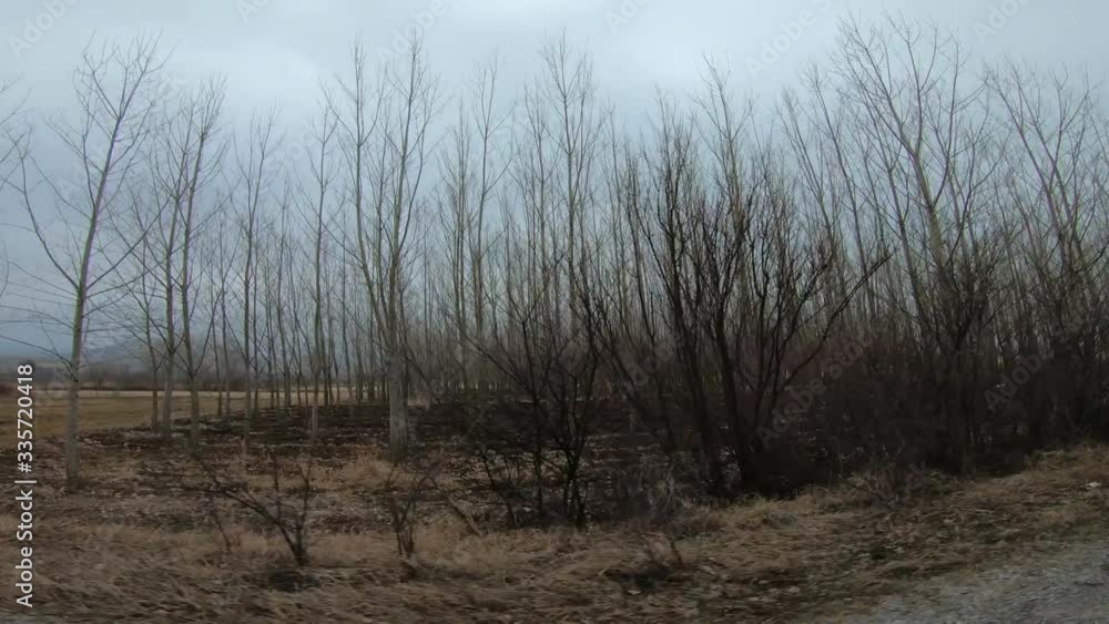 Car Driving Along Forest Road With Bare Branch Trees. Adventure Travel at Countryside. Tree Autumn Nature Car Driving Along Forest Road With Bare Branch Trees. Adventure Travel at Countryside. Tree Autumn Nature
