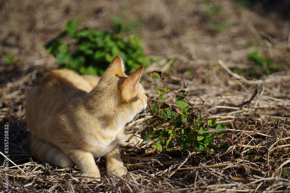 振り向く猫 振り向く猫