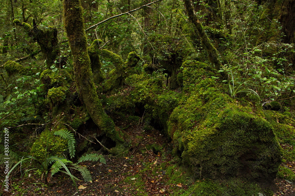 Lake Gunn Nature Walk in Fiordland National Park in Southland on South Island of New Zealand
Lake Gunn Nature Walk in Fiordland National Park in Southland on South Island of New Zealand