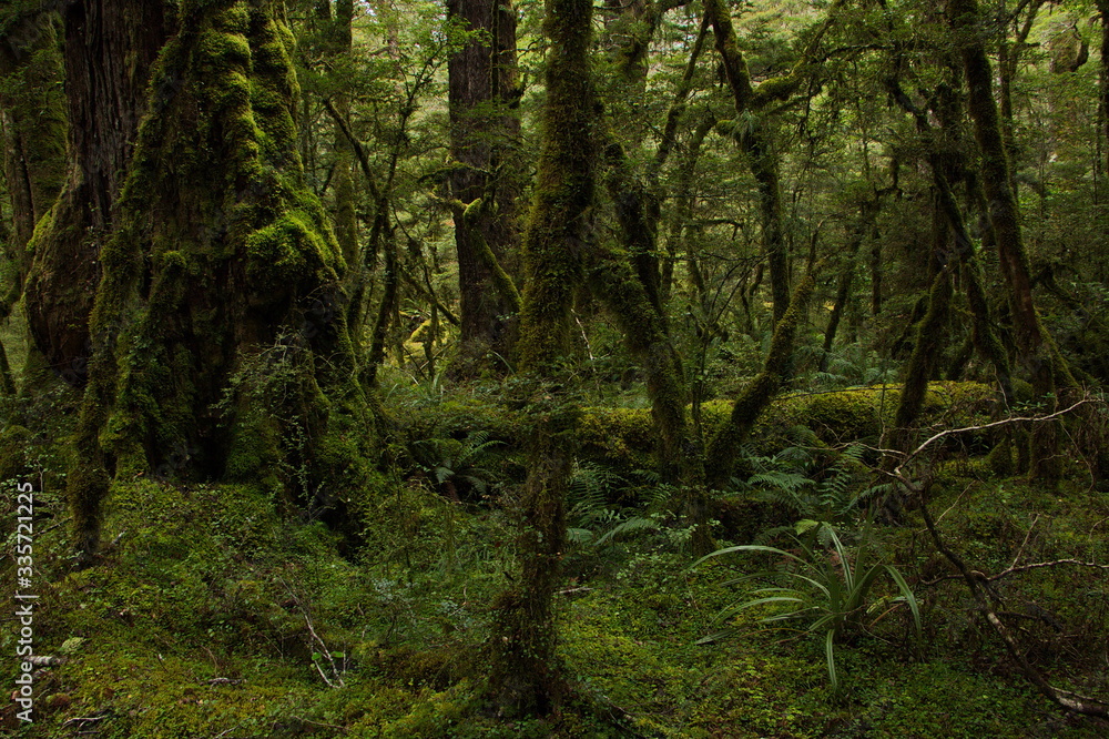 Lake Gunn Nature Walk in Fiordland National Park in Southland on South Island of New Zealand
Lake Gunn Nature Walk in Fiordland National Park in Southland on South Island of New Zealand
