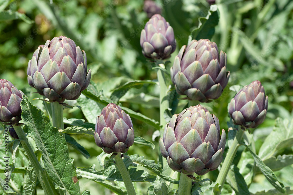 Fototapeta premium Organic Artichoke fields in picking season